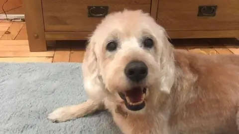 A golden Labradoodle dog smiling at the camera