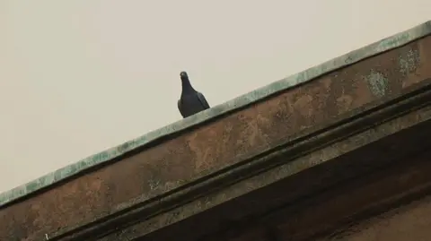 Claire Tytler Pigeon 