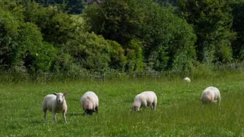 PA A field with five sheep grazing in it