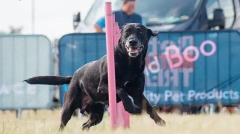 North East Dog Festival A black Labrador darts in and out of a line of pink posts which have been stuck in the ground, his jowls actually flapping as he weaves his way in and out of them.