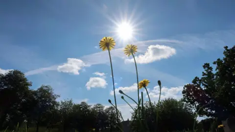 Yen Milne A shining sun beams out over a mainly blue sky with a few light fluffy white clouds. A small number of yellow flowers stand proud in the middle of the picture with silhouettes of trees around them