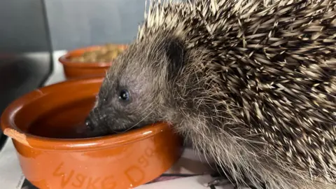 A hedgehog called Maggie drinks out of a small bowl at Thorne Hedgehog Rescue in Pluckley