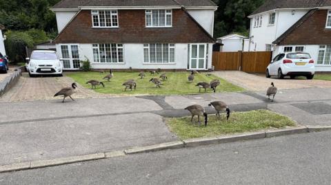 Geese in a front garden