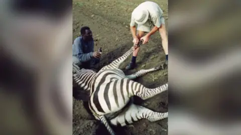 Hugh Cran Mr Cran with an assistant treating a zebra with a snare injury