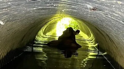 Bedfordshire Fire and Rescue Service A cow is stuck in a tunnel with shallow water flowing along the bottom. The far opening is brightly illuminated, showing green vegetation outside.