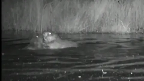 Ealing Beaver Project A still from footage of the two baby beavers playing with one another in the water