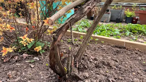 Clare Worden/BBC A close-up view of the base of a plant where the stem has been sharply cut. A flower plant is behind it and the ground is soil. 