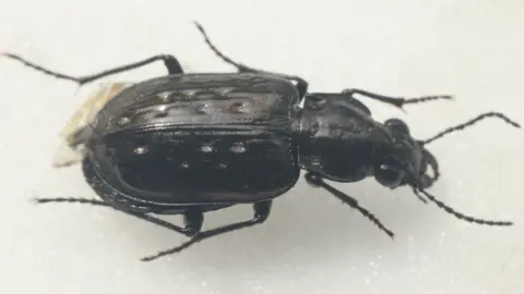 LRWT A dimpled marsh beetle - a terrestrial beetle that lives on the edges of ponds and marshes - was found for the first time at Rutland Nature Reserve during a recording event between 26 and 28 June 2026.