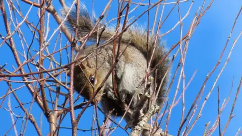 Courtney Sargent/BBC A grey squirrel in the branches of a bush, with its fluffy tail unfurled. It is looking down.