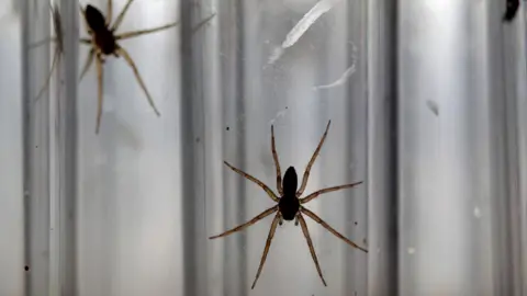 Chester Zoo Two spiders can be seen on the side of test tubes in the bio-secure breeding facility at Chester Zoo. 