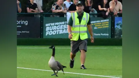 Phil Dennett A man in a yellow hi-vis jacket is attempting to capture a goose which is standing on a football pitch.