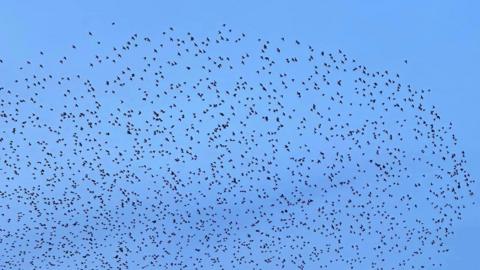 Starlings over Redditch
