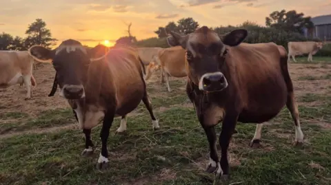 A wide shot of the dairy farm, with two cows up close to the camera. They have brown fur.