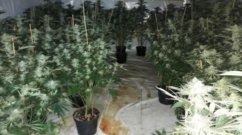 Potted cannabis plants