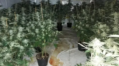 Nottinghamshire Police Potted cannabis plants