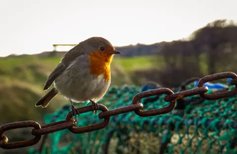 Emma Legge A robin sitting on what appears to be a chain or fencing, on a sunny day