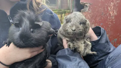 Rice Lane City Farm Staff members holds two guinea pigs - one fluffy black one and a light brown one in their arms