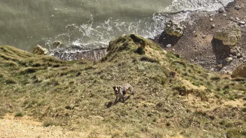 HM COASTGUARD NEWHAVEN A large brown and white short-haired dog looks up from a ledge in a cliff. The sea is visible many metres below. 