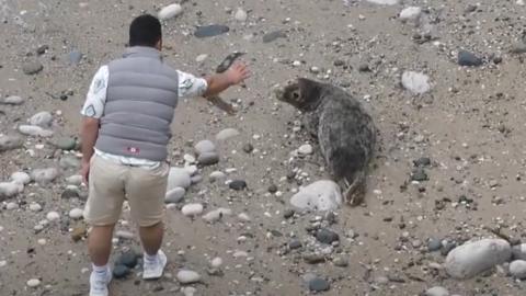 A man wearing a grey gillet with his back to camera chucking a rock at a seal