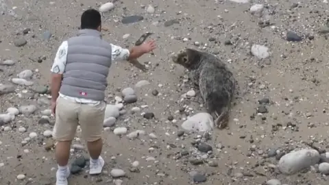 GreatOrmeGreySeals A man wearing a grey gillet with his back to camera chucking a rock at a seal