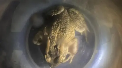 National Centre for Reptile Welfare A large green toad in a plastic bowl