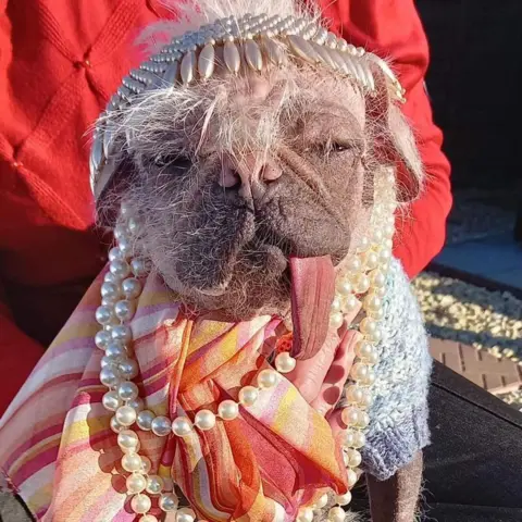 Holly Middleton Pugese dog wearing a crown and necklace of pearls