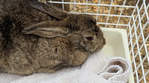 A brown rabbit is sitting inside a white cage. It is on a towel.