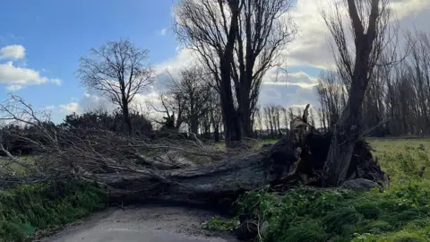 A tree blocks a country road. The tree is very large and has fallen down in the storm. Other trees, still standing, line the road and joining field. 