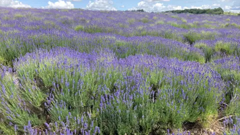 A field of lavender in Gloucestershire with the blue sky in the background.