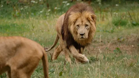 Longleat A male lion is walking towards the camera along short green grass. The back of another is seen in the foreground.