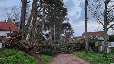 Richard Dando A fallen tree on a pathway in Jersey.