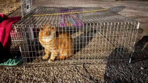 Provided/Lucy Roche Ginge, a ginger cat, inside a cage.
