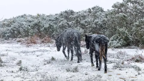 Two ponies are walking away from the camera in the New Forest. There is snow falling and snow on the ground. You can see gorse bushes covered in snow in the background.