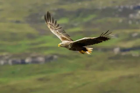 Getty Images White-Tailed Eagle