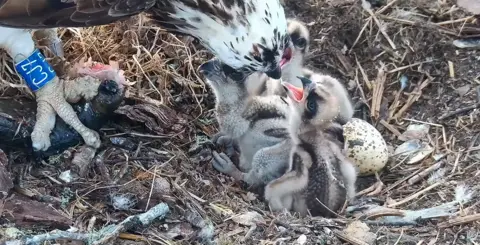 Birds of Poole Harbour An osprey with a blue tag on its leg feeds three chicks with their beaks open from a fish it is holding in its talons. A cracked egg pokes out from behind the group.