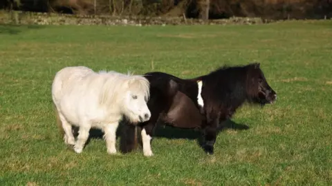 VetPartnersUK Flair the miniature horse with another companion in a grassy field - Flair is a black horse with white patches on her back, legs and nose and her companion, also miniature, is all white.