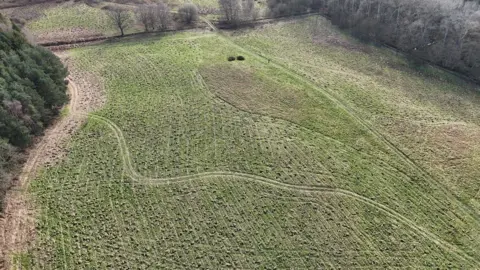 Castle Howard An aerial view of fields with thousands of saplings which have been planted there 