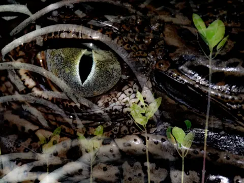 Nicholas Alexander Hess A close-up of the eye of a young saltwater crocodile superimposed with images of mangrove leaves