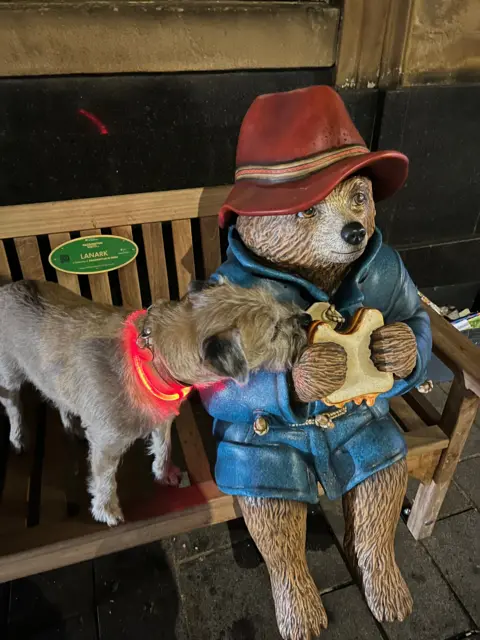 Jack Alston Small terrier-type dog with a red illuminated collar, standing on a bench next to a statue of Paddington bear holding as sandwich - the dog leaning to reach the sandwich