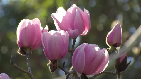 A close-up of a group of magnolia in full flower and in bud with out of focus woodland in the background.