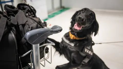 Matthew Goddard Ami, seekor labrador hitam, bekerja sebagai anjing pelacak di Bandara Chisinau