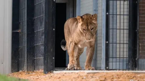 The Big Cat Sanctuary Yuna in the enclosure at The Big Cat Sanctuary