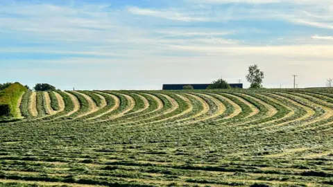 Ian Magherafelt A field of yellow and green crops basking in sunshine above. The sky is light blue with whispy white clouds.