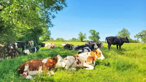 uWhoAndyR cows laying down in a sunny field