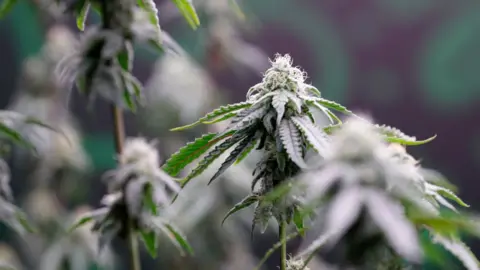 The image shows a close‑up of cannabis plants. The focus is on one plant in the centre, which has a dense cluster of leaves. The leaves are narrow with serrated edges, and the plant has a tall, thin stem. More cannabis plants appear in the background, slightly blurred.