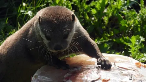 Close up of an otter which is brown and grey. It is pulling on a huge circle of frozen fish pieces which it has stood up against, leaning a front paw on the tasty treat. It's head is turned to the side to face roughly in the direction of the camera. There is greenery bathed in sunlight in the background. 