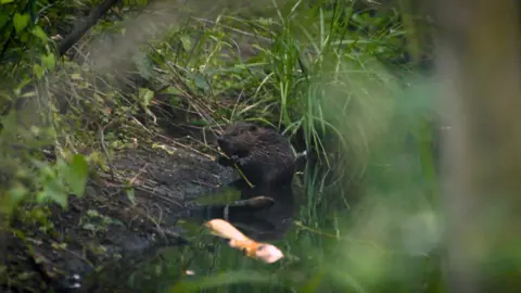 Ant Rubinstein A beaver sits at the edge of a brook surrounded by green vegetation, holding a stem in its front paws