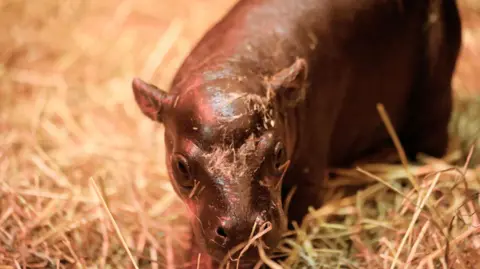 Edinburgh Zoo Endangered pygmy hippo Haggis shortly after her birth, looking at the camera while standing in straw