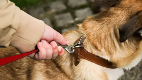 A generic shot of a woman's hand holding a fair-coloured dog on a lead. The lead is red and is attached to a leather collar
