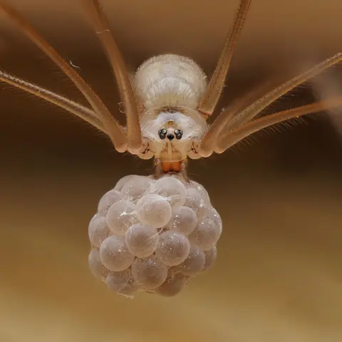 Thomas Hunt / Wildlife Photographer of the Year A pale, long-legged spider hangs upside down, holding a tight cluster of round eggs beneath its body. The background is warm-toned and softly blurred, emphasizing the delicate legs and egg bundle.
